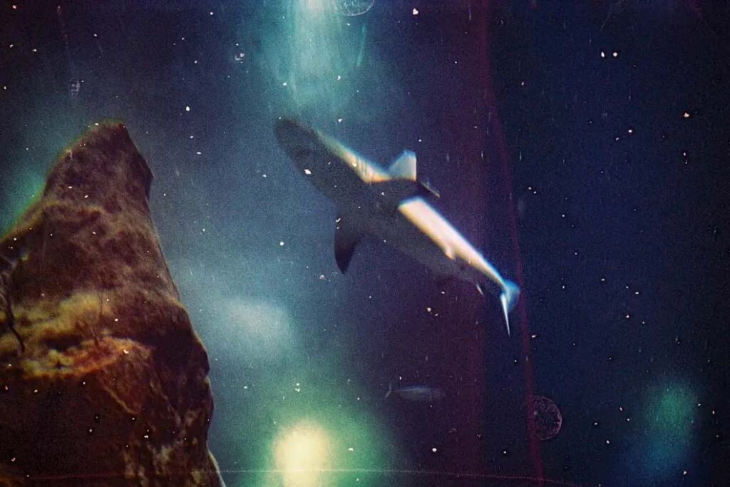 shark-requin-aquarium-espace-spaceshark-10x15